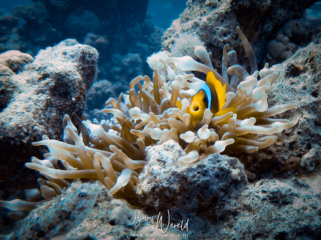 Anemonefish - Dahab, Egypte | Divemaster Internship © Marjan Schmit Visser