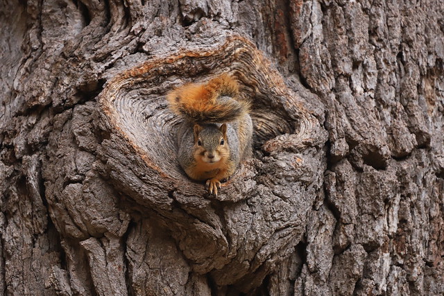 Fox Squirrels in Ann Arbor at the University of Michigan 74/2022 277/P365Year14 5025/P365all-time (March 15, 2022)