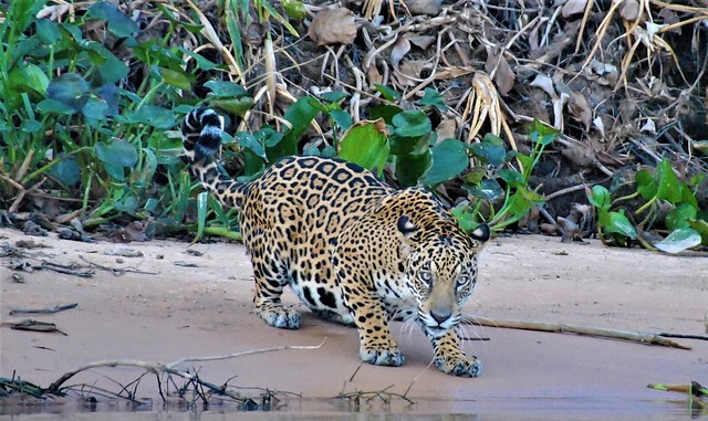 Jaguar en Pantanal (Brasil)