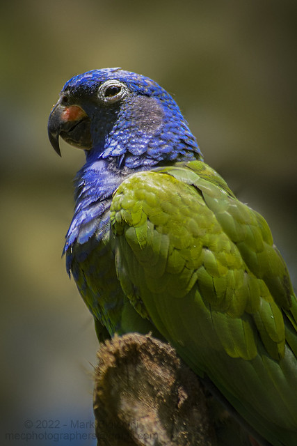 Maitaca-de-cabeça-azul (Blue-headed parrot / blue-headed pionus - Pionus menstruus)