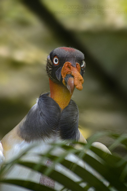 Urubu-rei (King vulture - Sarcoramphus papa)