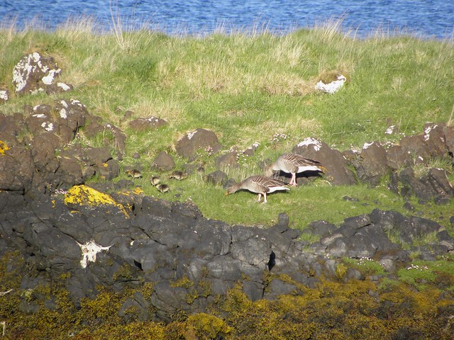 Greylags and goslings