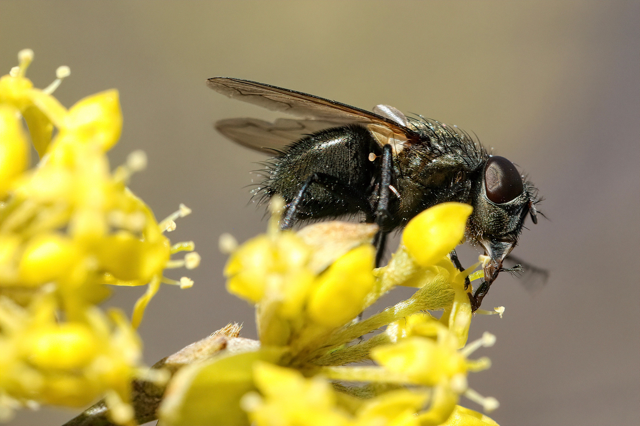 Pollenia spec. on Cornus mas – Seeon, Upper Bavaria, Germany