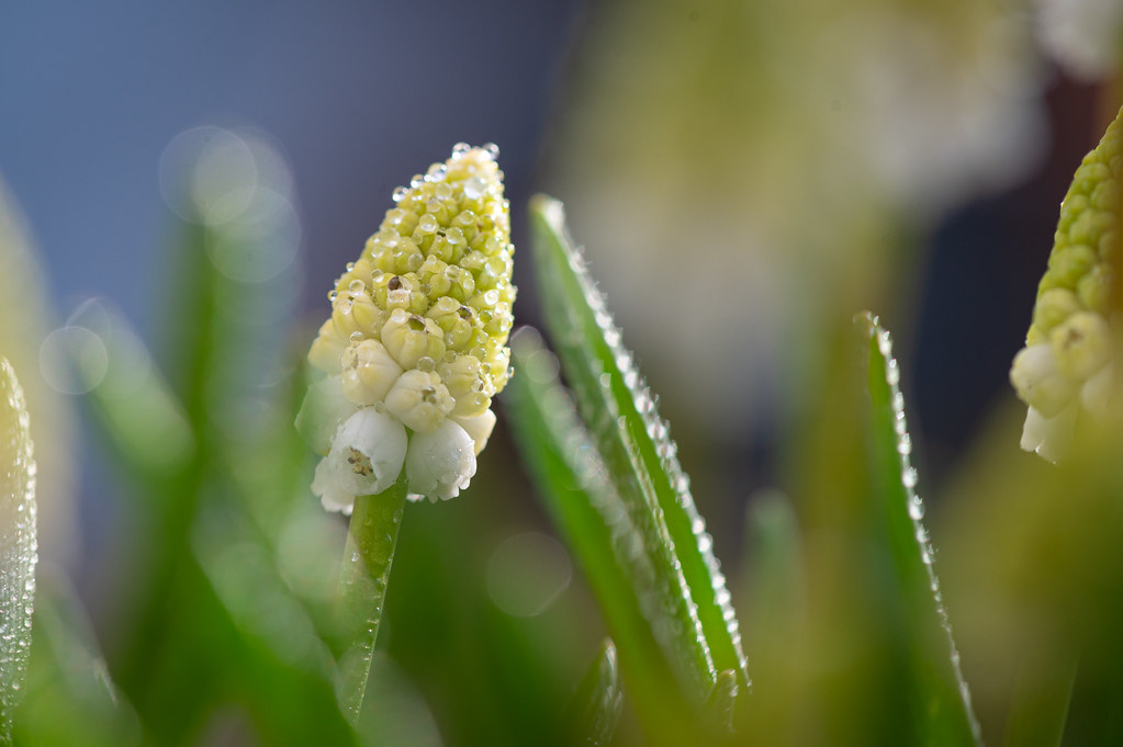Not blooming yet ... buds of little white grape hyacinths