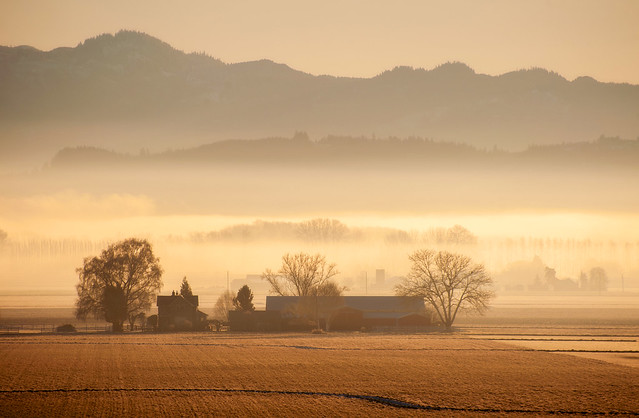 Foggy Farmland in the Skagit Valley, Washington