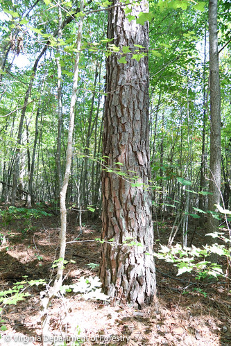 Charlotte State Forest