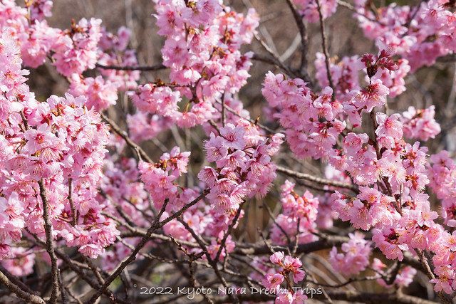 Plum Blossoms and Scenery at Kajū-ji, Yamashina, Kyoto.