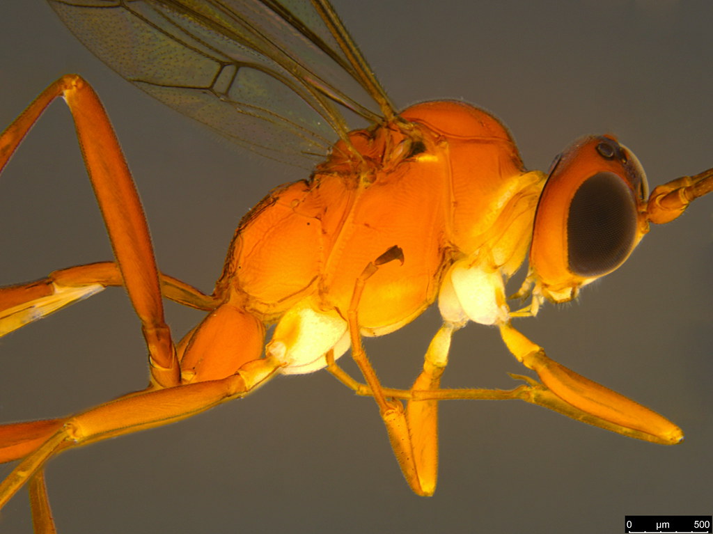 23b - Ichneumonidae sp.