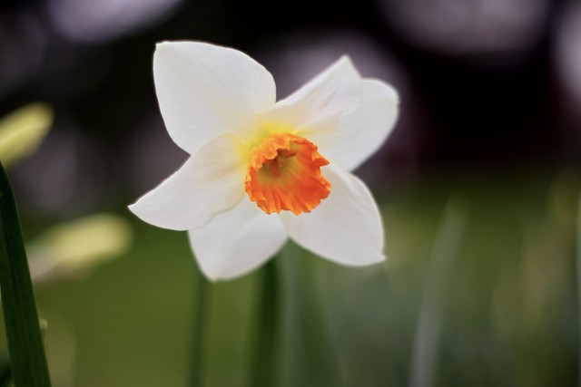 Narcissus      Solagon 50mm  F 2.0