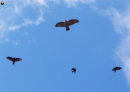 Common Buzzard mobbed by Jackdaws | Sots Hole Nature Reserve… | Flickr
