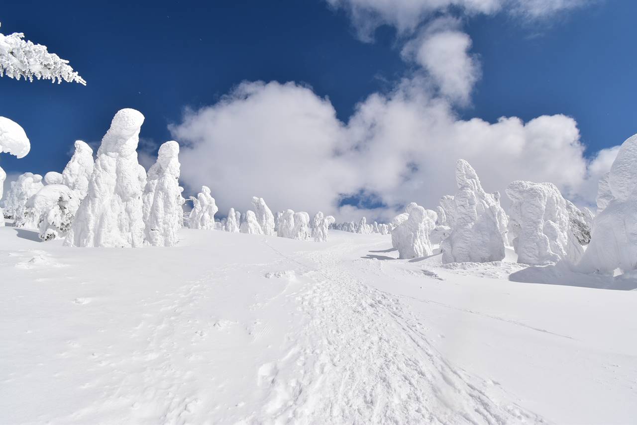 冬の蔵王　樹氷・スノーモンスター雪山登山　ライザスキー場の樹氷原