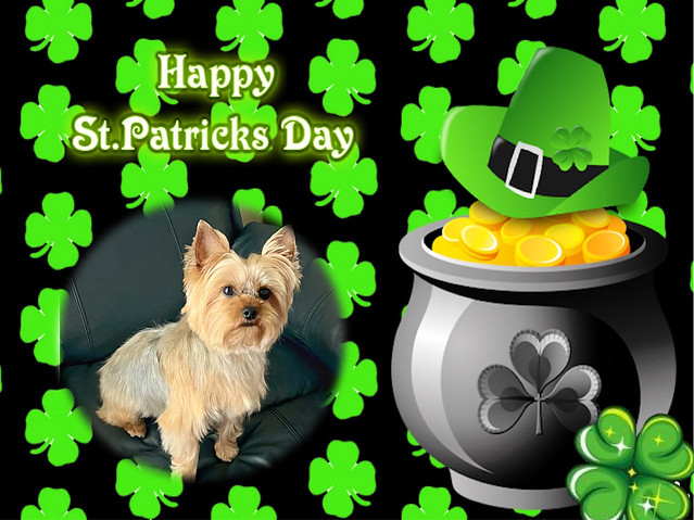 Happy St. Patrick’s Day, with love, from Beau!