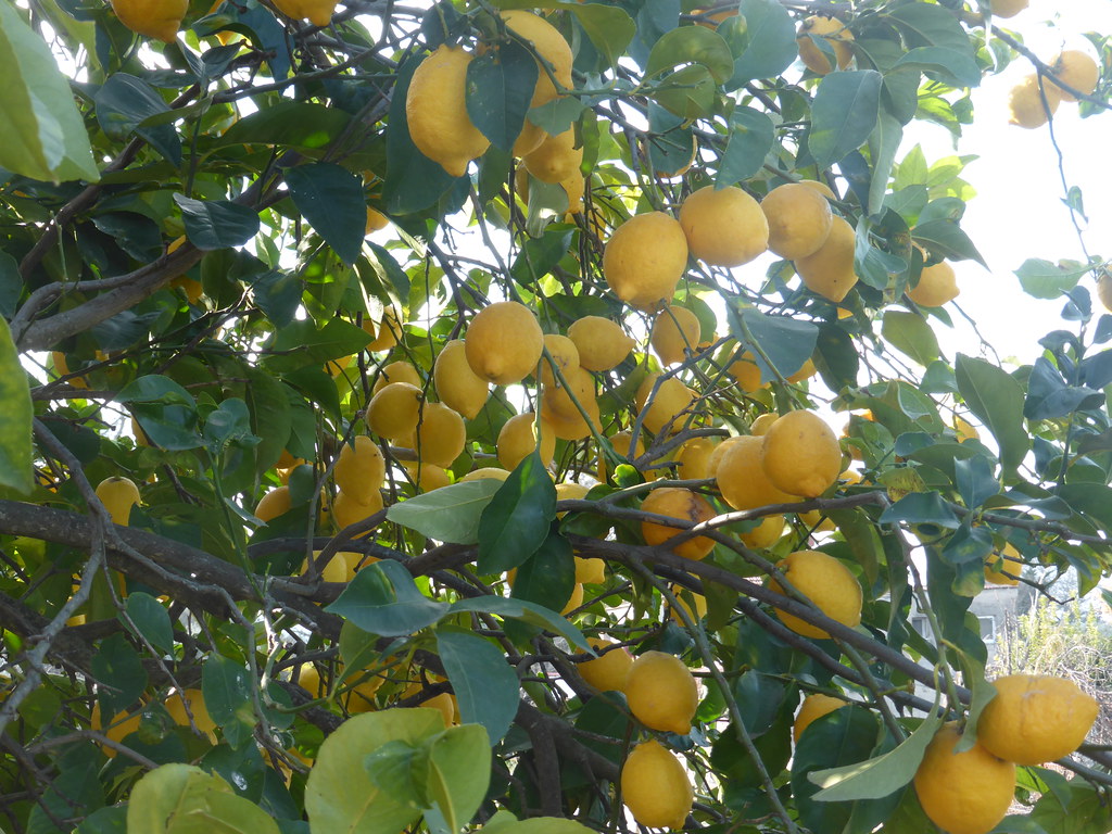 Lemons!!!   P1120660