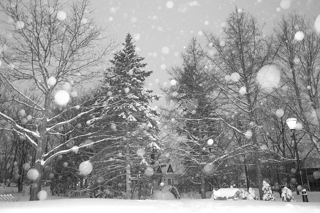 Neige dans la forêt / Snow in the forest