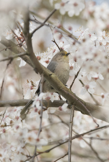 And another new type - the Tufted Tollisen Tit