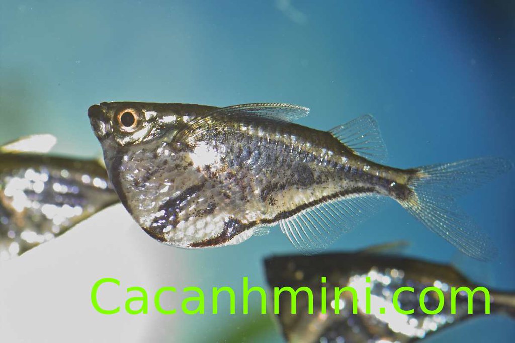Cách nuôi cá Rìu Vạch cá Búa Rìu đẹp độc lạ | www.cacanhmini… | Flickr