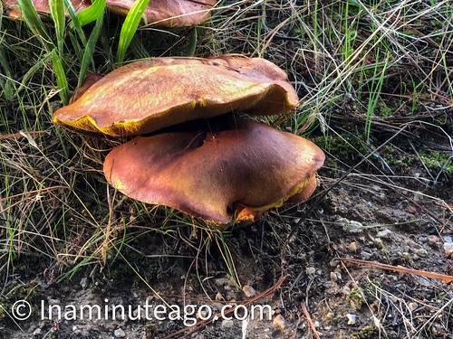 Mushrooms seen on morning walk