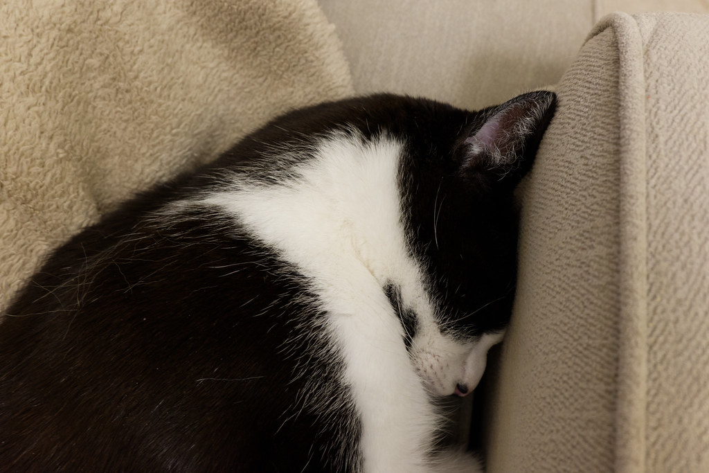 A close-up of our cat Boo sleeping smushed up against the couch on March 5, 2022. Original: _ZFC1673.NEF