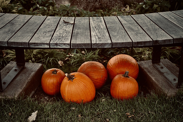 Pumpkins and a bench - Cantigny Wheaton IL