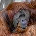 			<p><a href="https://www.flickr.com/people/154721682@N04/">Joseph Deems</a> posted a photo:</p>
	
<p><a href="https://www.flickr.com/photos/154721682@N04/51945141565/" title="Kajan - male Orangutan"><img src="https://live.staticflickr.com/65535/51945141565_976a54745b_m.jpg" width="216" height="240" alt="Kajan - male Orangutan" /></a></p>

<p>Fort Worth Zoo</p>