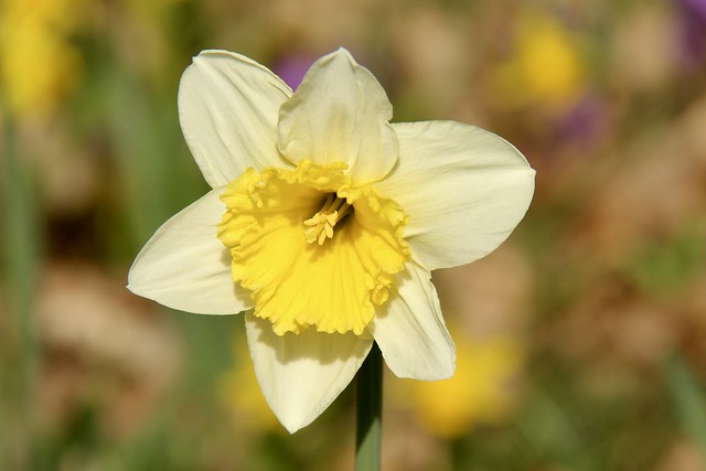Narcis (Philips de Jong wandelpark)