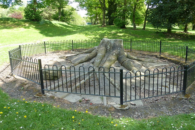 Fossilised Tree Stump