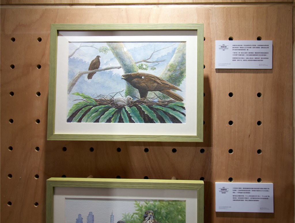 草山猛禽中心開幕，首期特展展出繪師林家蔚的猛禽畫作。鄭雅云攝。