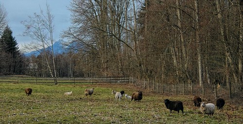 fencefriday landscape field fence tree trees sheep mountains goldenearsmountains