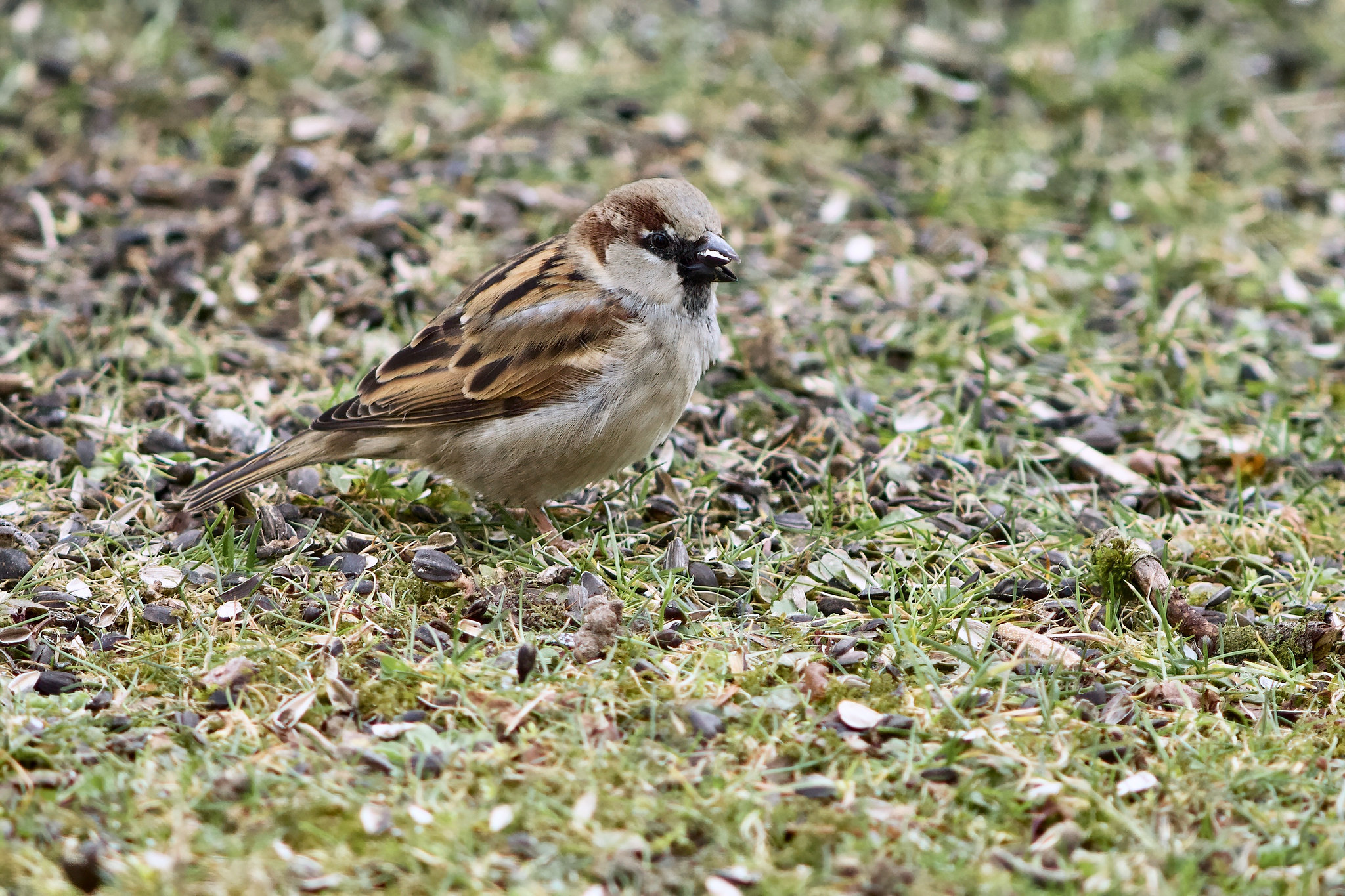 Passer domesticus, male – Rechtmehring, Upper Bavaria, Germany