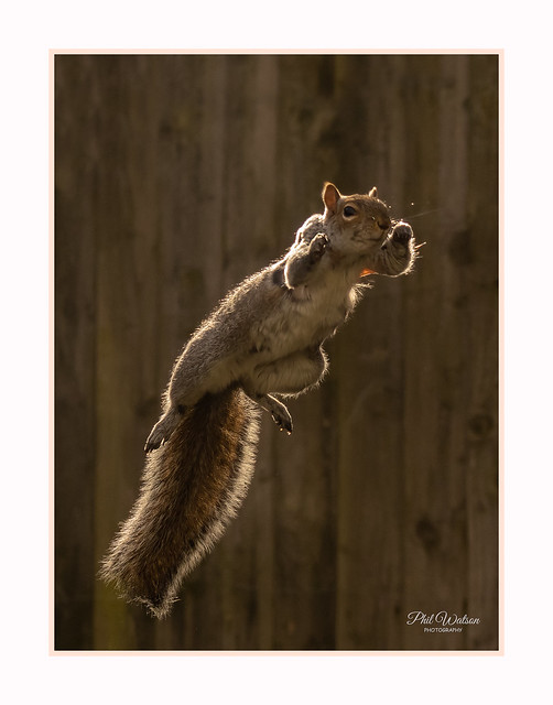 Grey squirrel jumping onto bird feeder in back garden. Taken on OM1.
