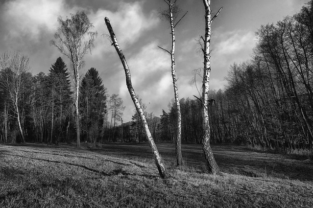 A group of birch trees