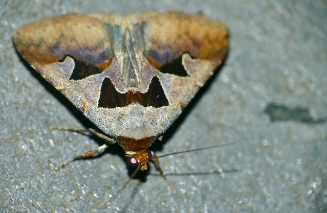 Erebid Moth (Anoba atripuncta)