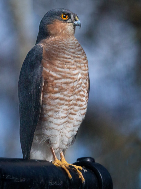 Male Sparrowhawk perched in vain on a bird table