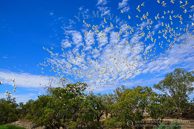 Flock of Corellas Outback NSW Australia by Kaye Menner