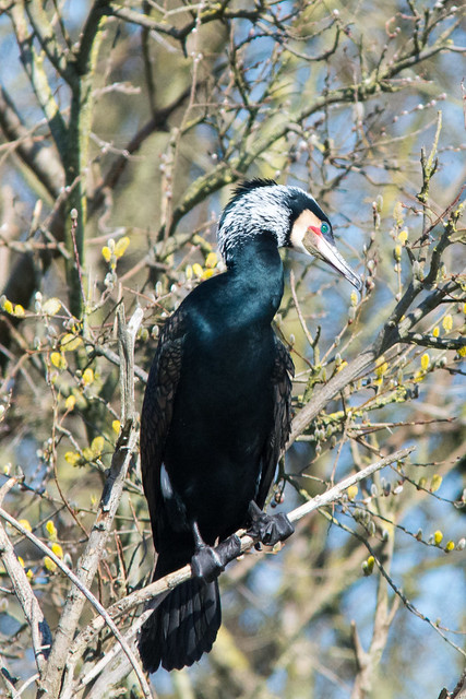 Grand cormoran (période nuptiale)