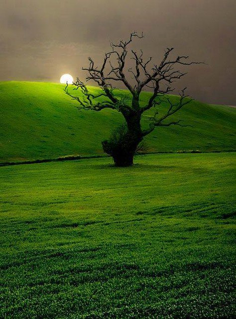 Beautiful Tree Photography