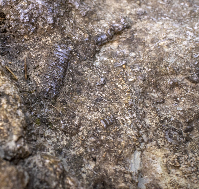 Crinoid fossil, Ordovician Leipers-Catheys Limestone, Winding Stairs Park, Macon County, Tennessee 2