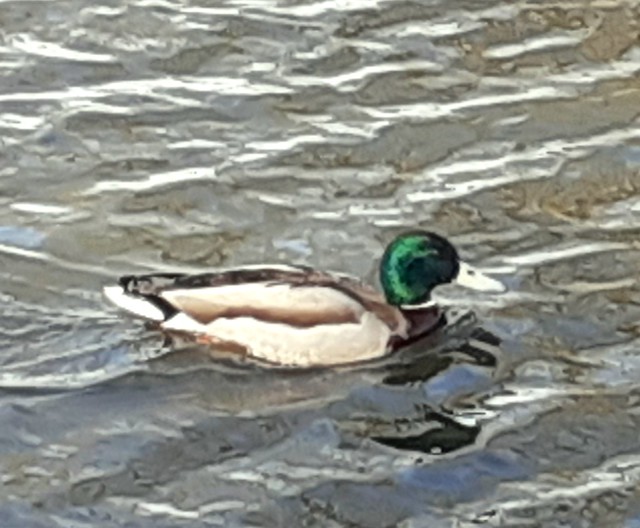 Wild duck