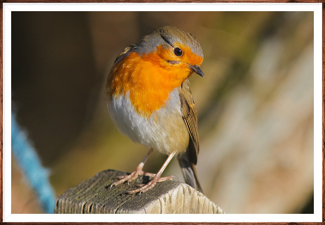 Country Robin..Woods Mill.