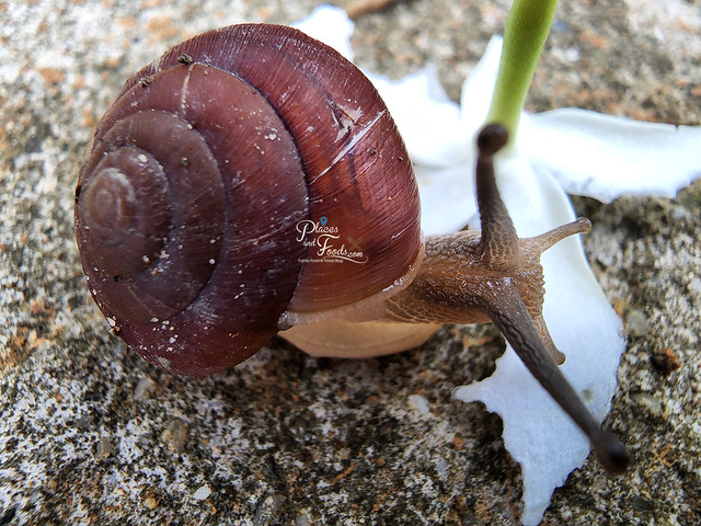 s22 macro snail