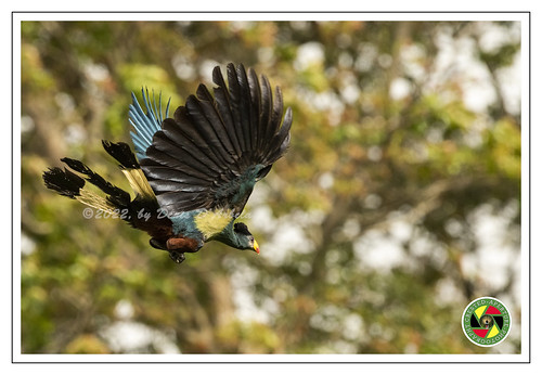 uganda vögel aves birdsinflight birdsofuganda great blue turaco greatblueturaco flight