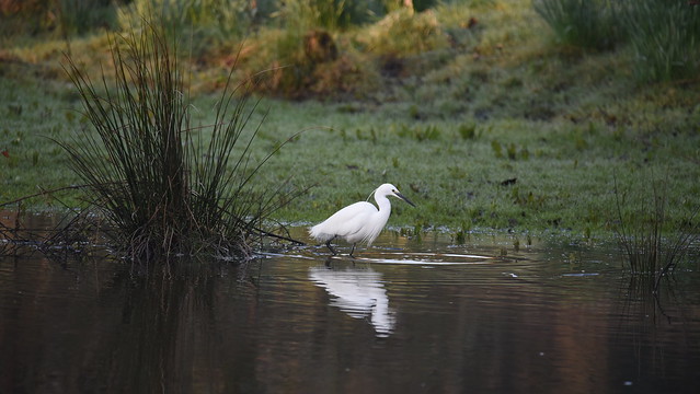 Little Egret in River Loddon