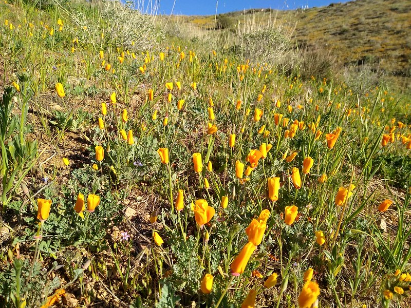 Beautiful California Poppies were blooming everywhere on the south-facing slopes above Soledad Canyon on the PCT