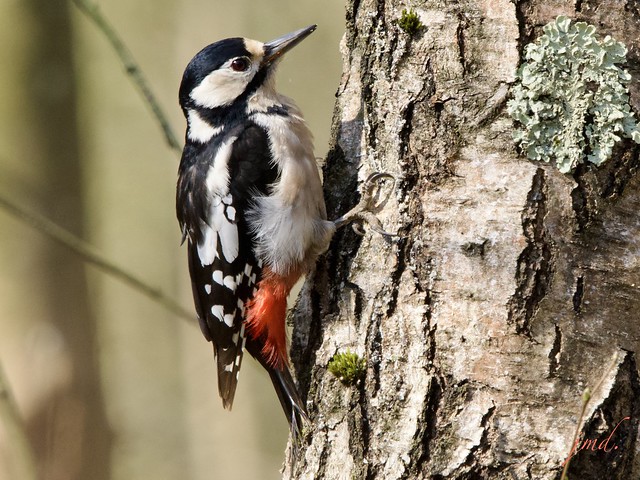 Pic épeiche femelle, bois de Vincennes, Paris XII  /  Female great spotted woodpecker, bois de Vincennes, Paris XII