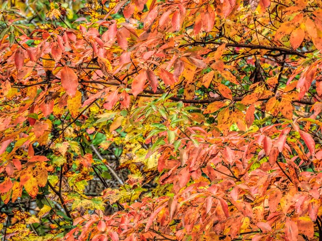 Dahlonega Autumn 2018 (Explored)