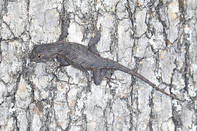 077/365 Eastern Fence Lizard - Sceloporus undulatus, Meadowood SRMA, Mason Neck, Virginia, March 18, 2022