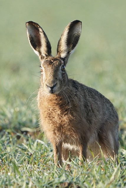 Portrait - Suffolk Brown Hare