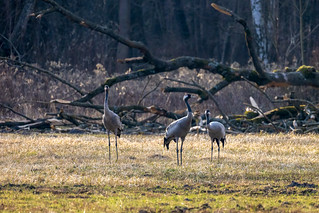 Common cranes 2
