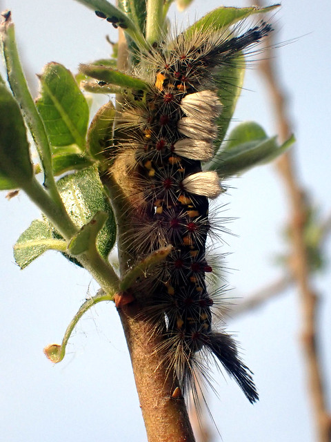 Western Tussock Moth caterpillar on a Willow leaf