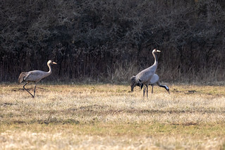 Common cranes 1